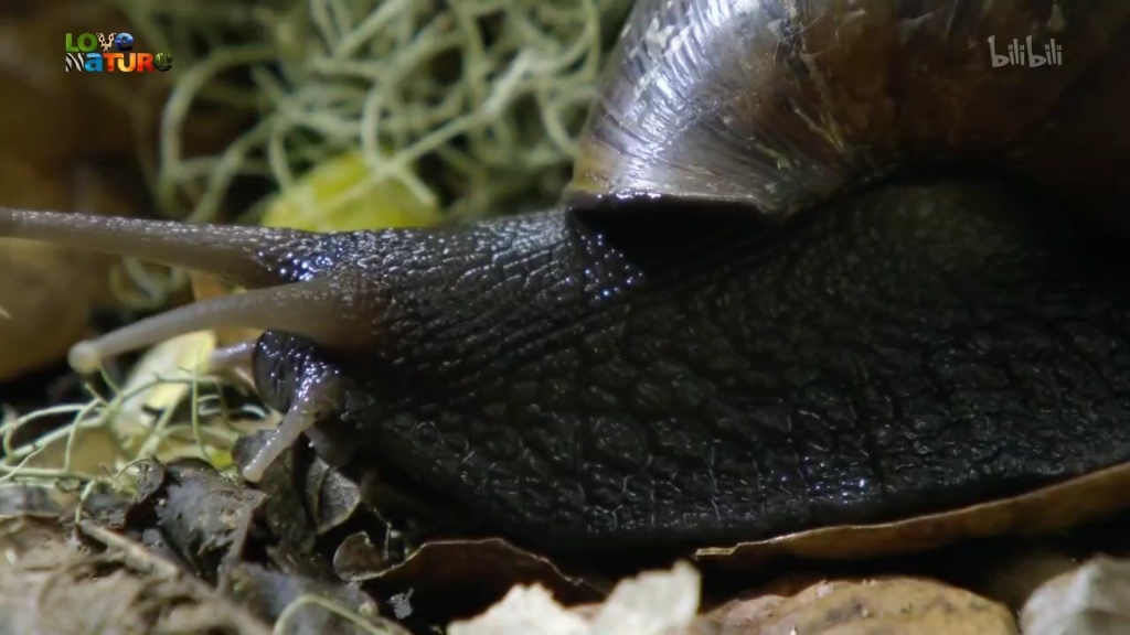 世界上最小的变色龙,在它眼中蜗牛都是庞然大物