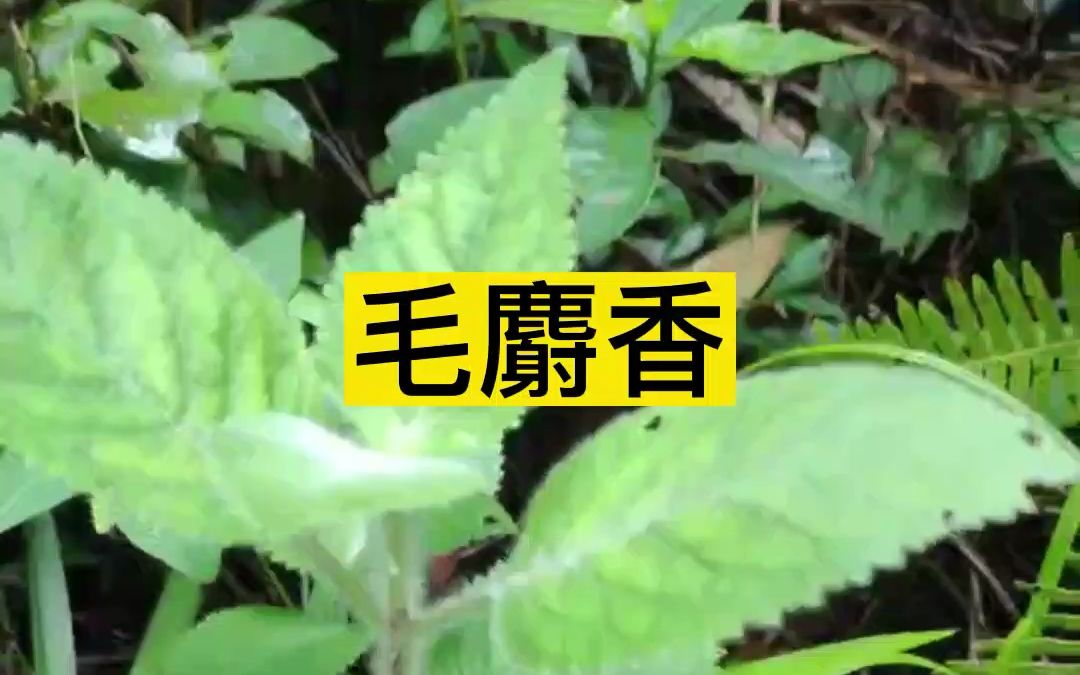 毛麝香,一种价值很高的香料植物,你见过吗?哔哩哔哩bilibili