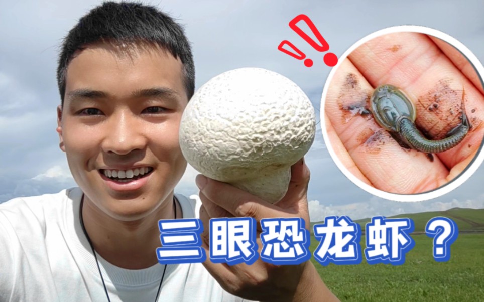 【旅行Vlog】三眼恐龙虾?!和老婆草原旅行抓到四亿年前古老生物,还看到了莫日格勒河上惊艳的彩虹哔哩哔哩bilibili