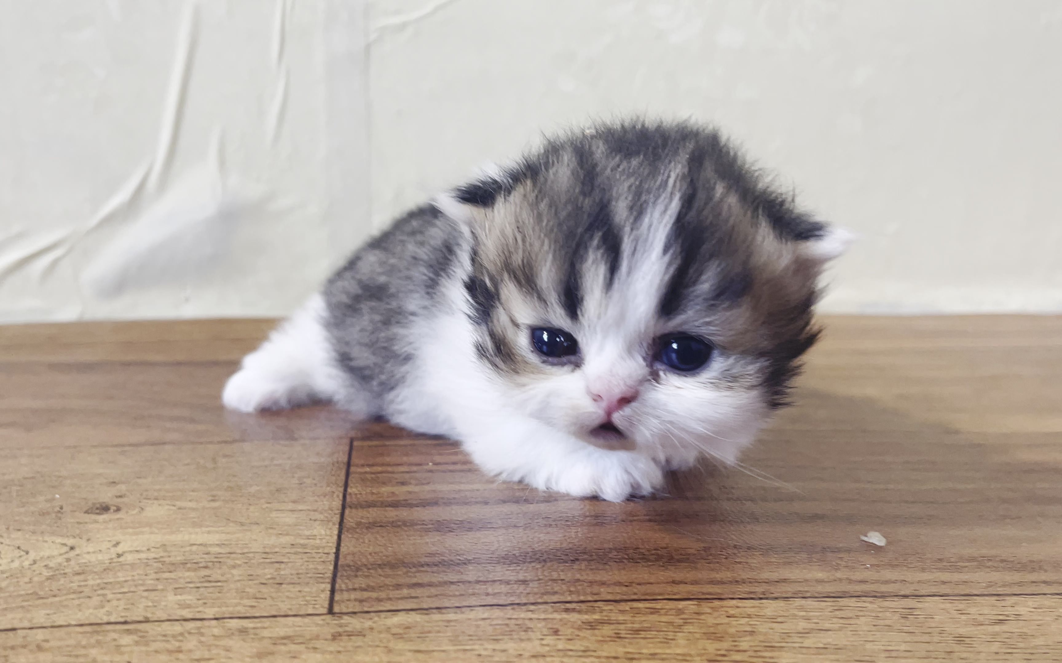 世界上最小最可爱的猫图片