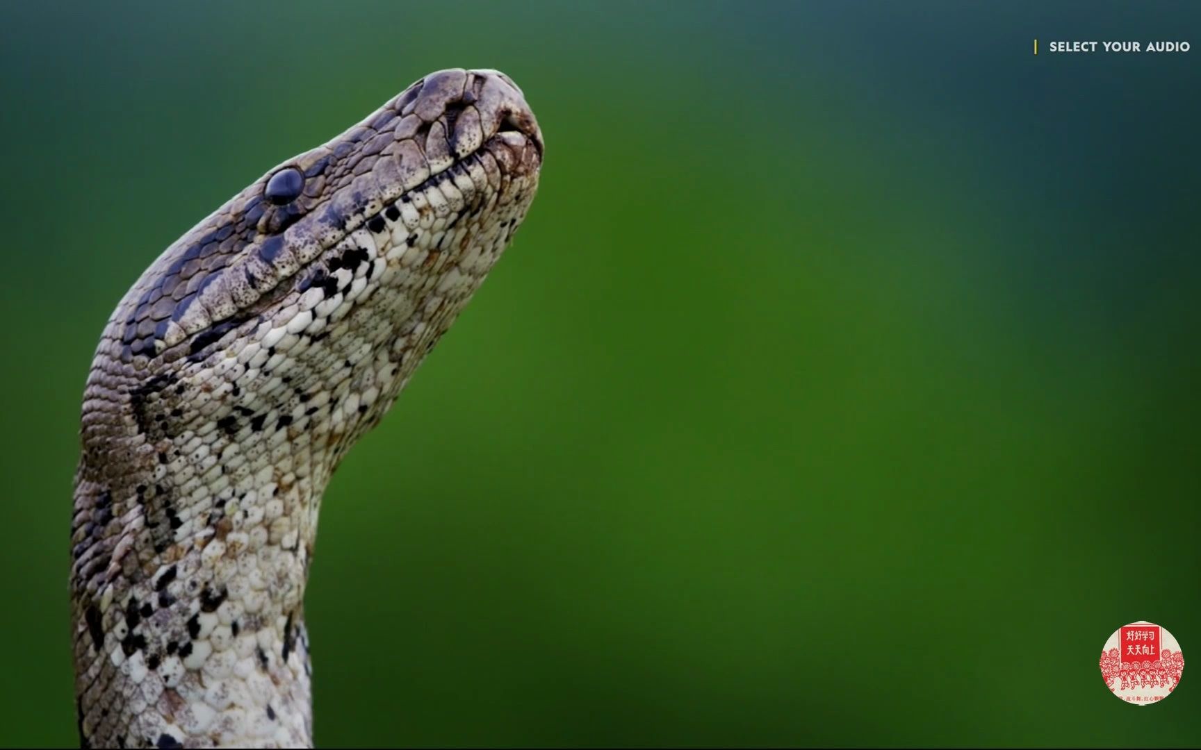 [图]普通话动物纪录片 非洲超級大蛇.Africas.Super.Snake.2017