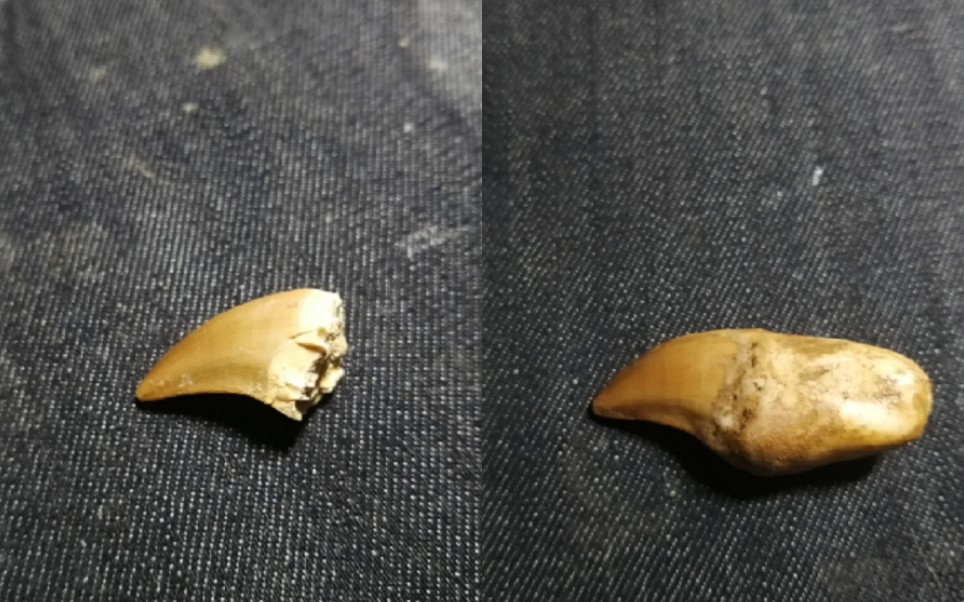 沧龙牙齿化石修复过程