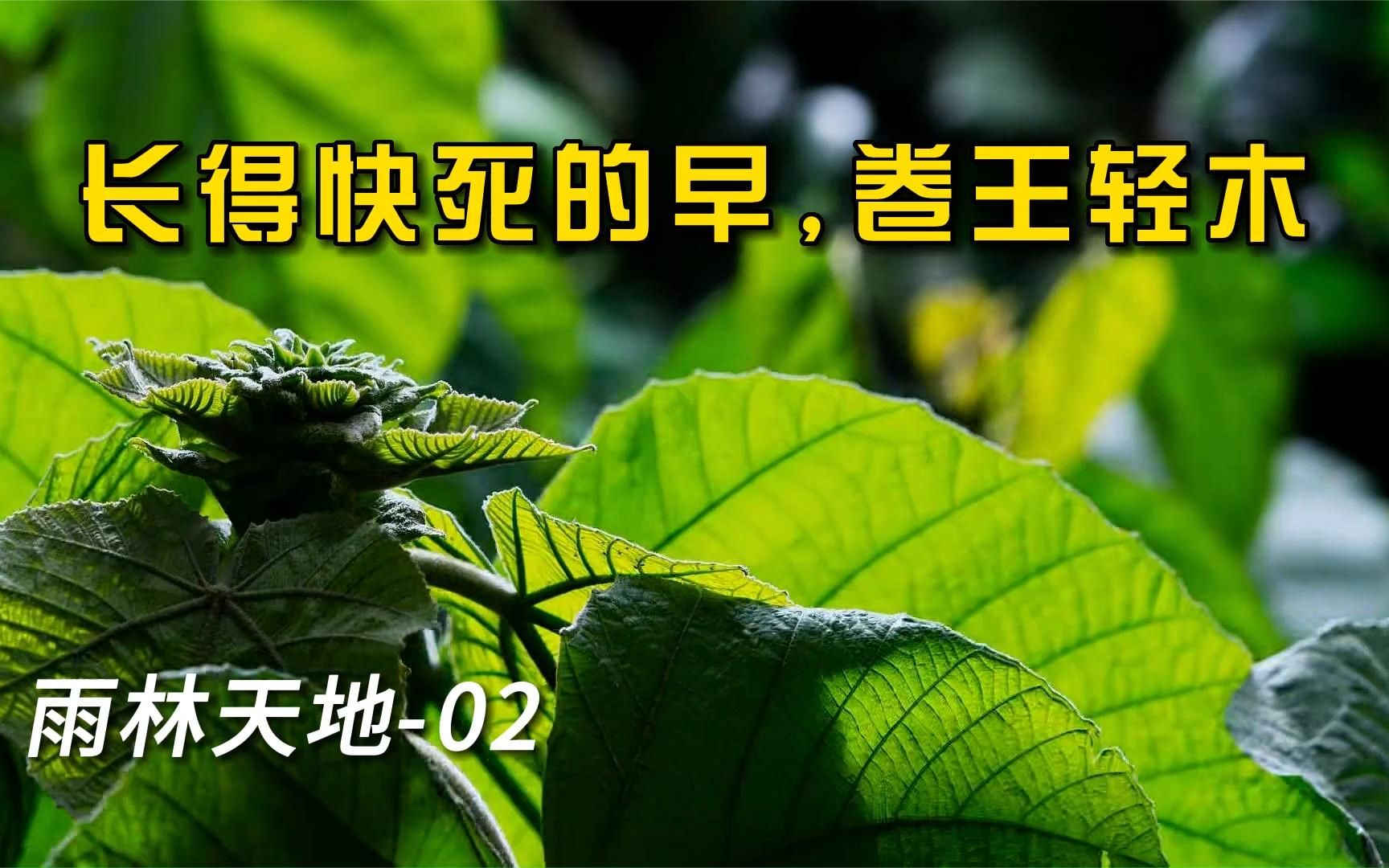 [图]轻木长得快死的早，生命最后时刻，耗费毕生能量，开出最美的花。