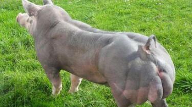 牛世界精猪　 1096bba5ba38fe872f073766533c0a