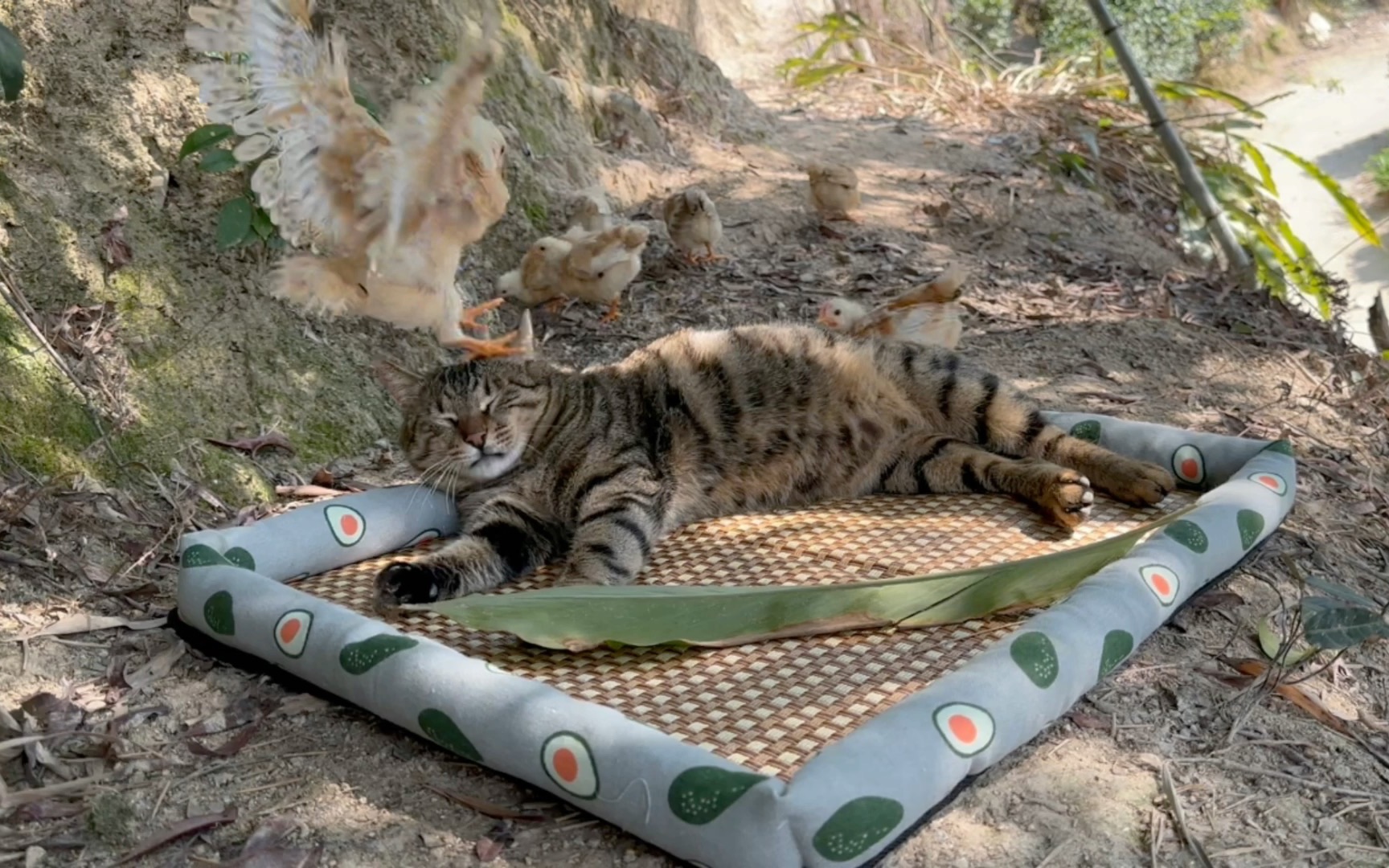 带鸡宝来茶园玩它们高兴的飞起 尽情享受快乐的时光