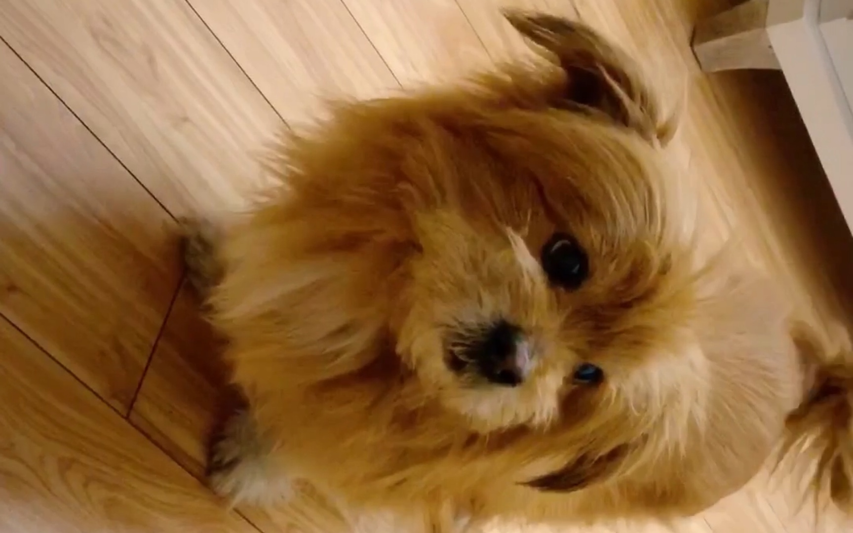 vlog# 老犬peter日常躺下求抚摸 ,你都快14岁啦