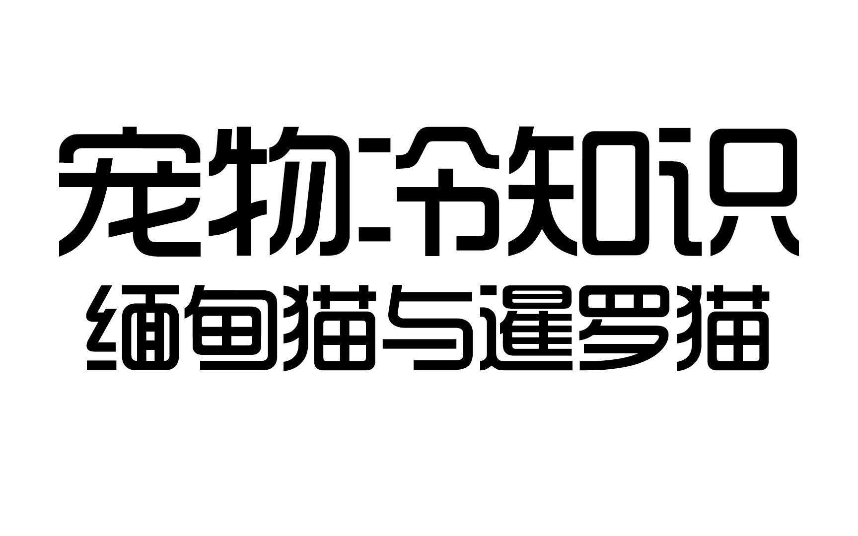 你知道缅甸猫有多好么?哔哩哔哩bilibili