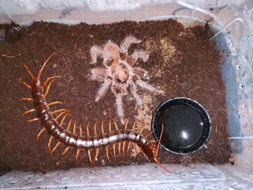 皇帝巴布vs越南巨人蜈蚣