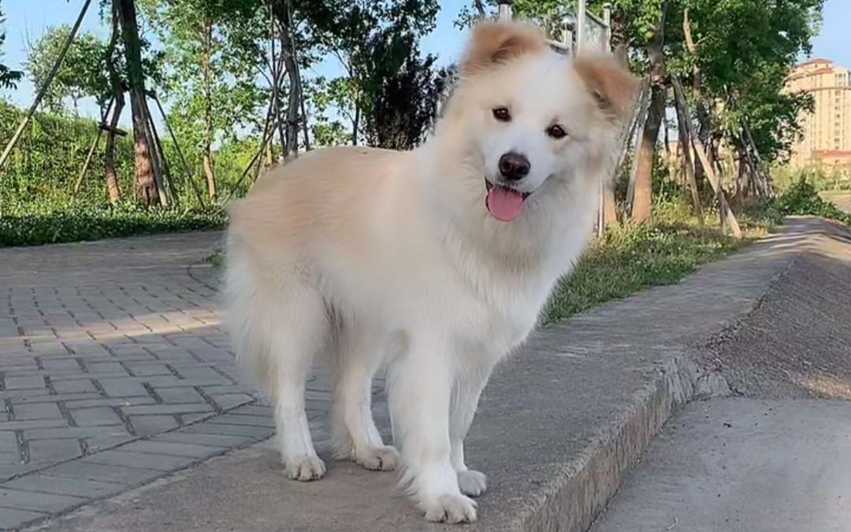 20晚边牧贝拉vlog跟粑粑玩球把球玩破了_哔哩哔哩 (゜-゜)つロ 干杯