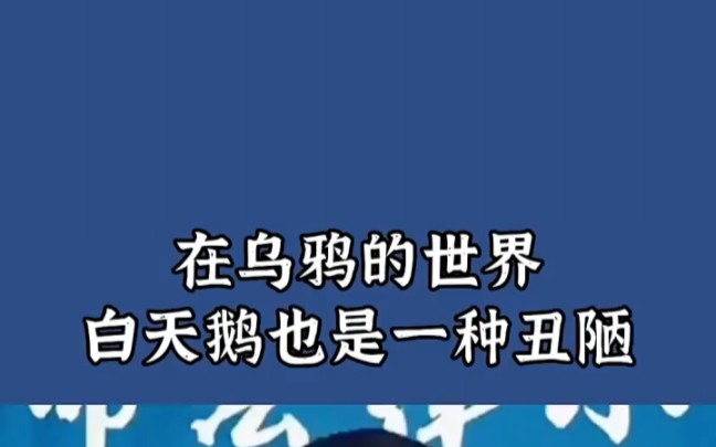 在乌鸦的世界里白天鹅也是一种丑陋感悟人生