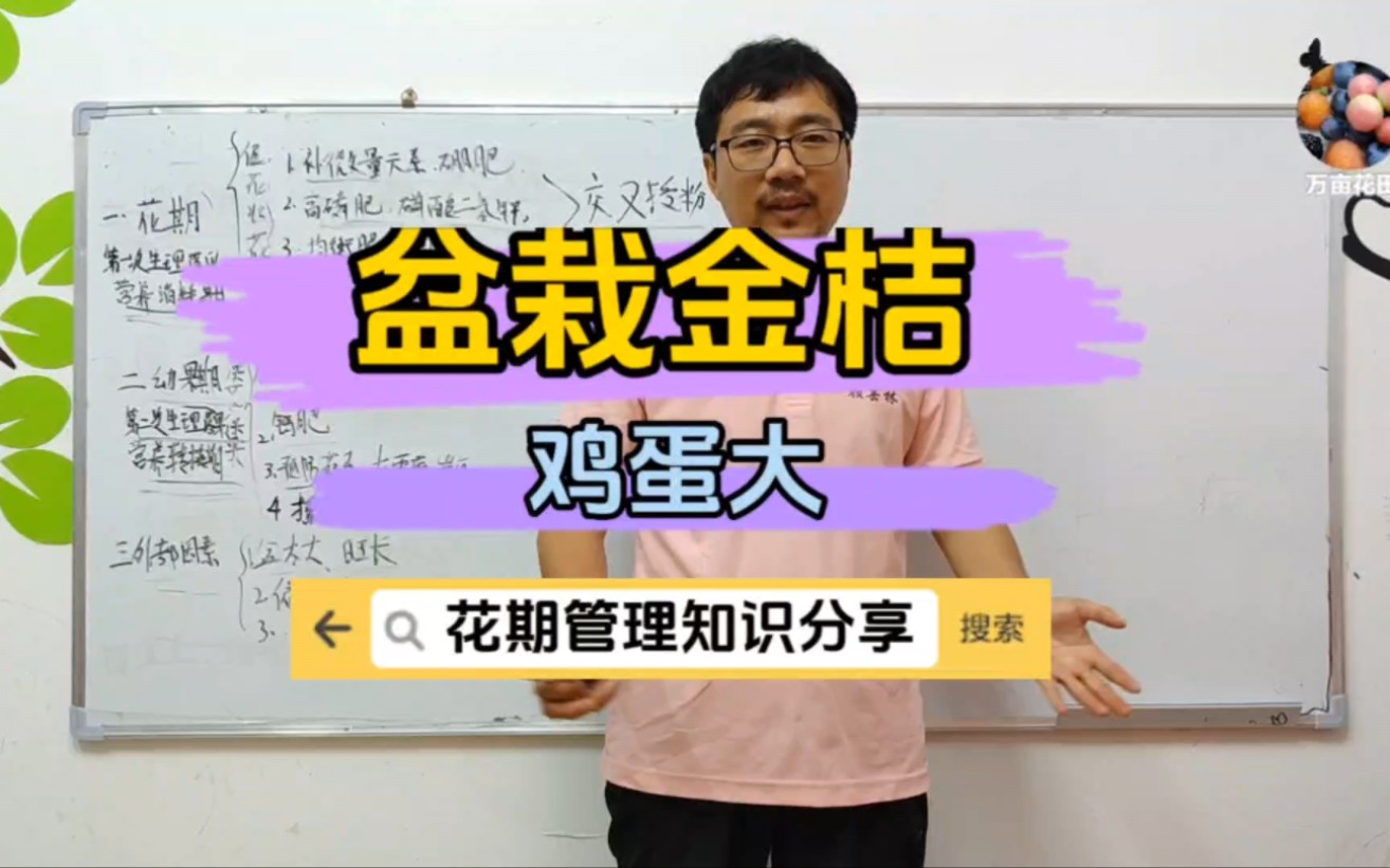 盆栽脆皮金桔和脆蜜金桔花期管理好了,不仅结的多,还能有鸡蛋大哔哩哔哩bilibili