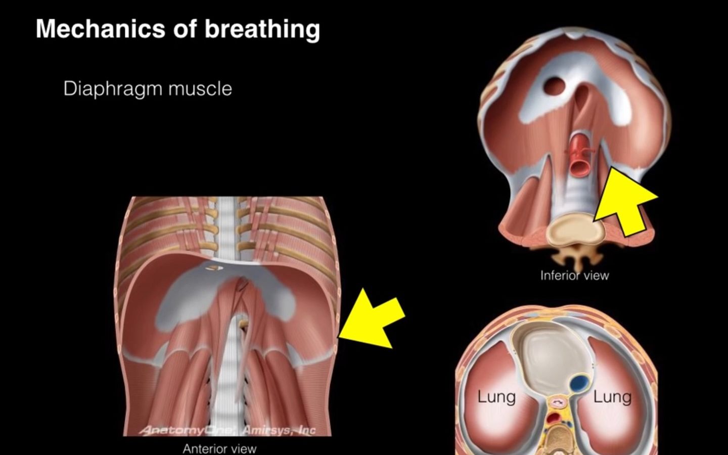 【呼吸系统解剖学】呼吸的原理 | 膈肌的作用 | 医学生的日常 | 医学科普哔哩哔哩bilibili