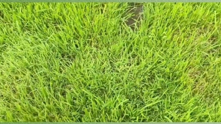 早熟禾草坪高羊茅草坪四季青草坪果岭草百慕大草坪,山东草坪济南草坪