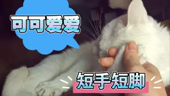 猫咪也有膝跳反射 哔哩哔哩 Bilibili