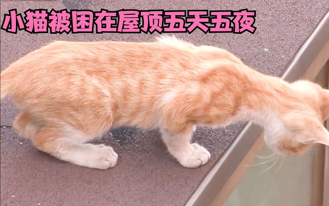 [图]小猫受困在屋顶上，好心小姐姐赶紧找人救助小猫