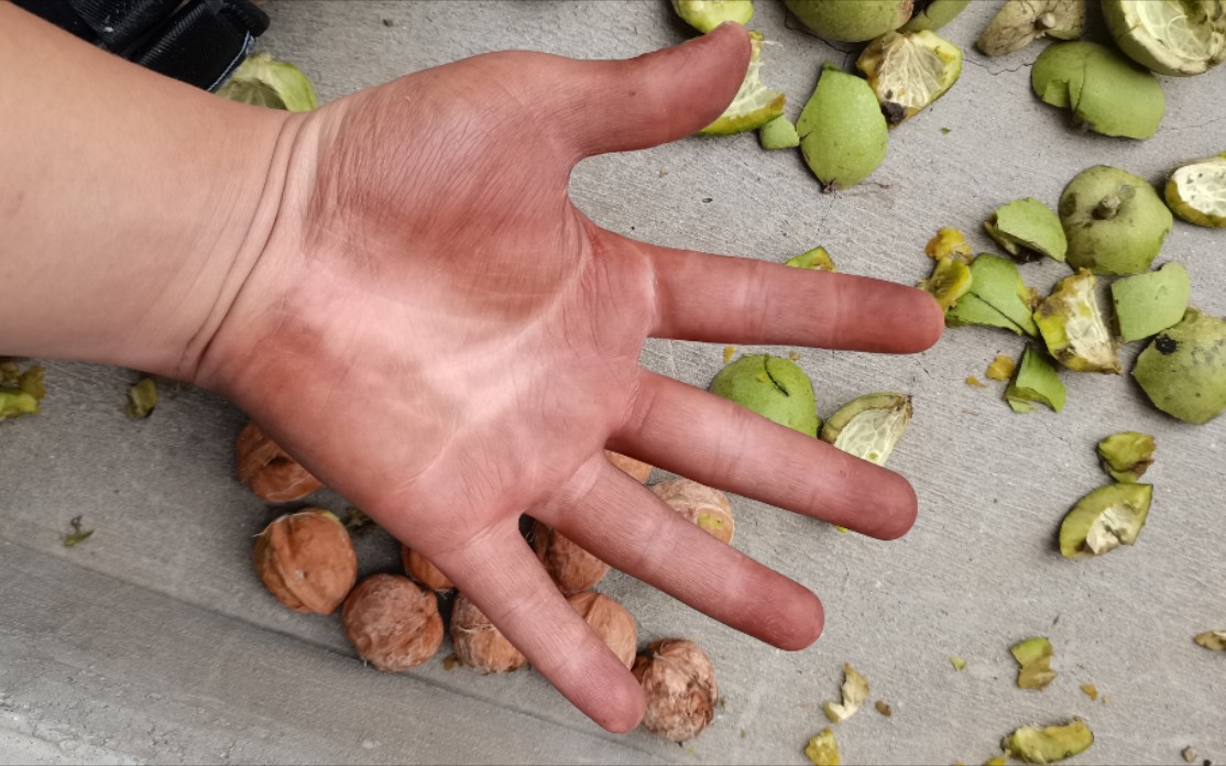 青核桃皮的功效与作用(青核桃皮的功效与作用,让你惊喜)