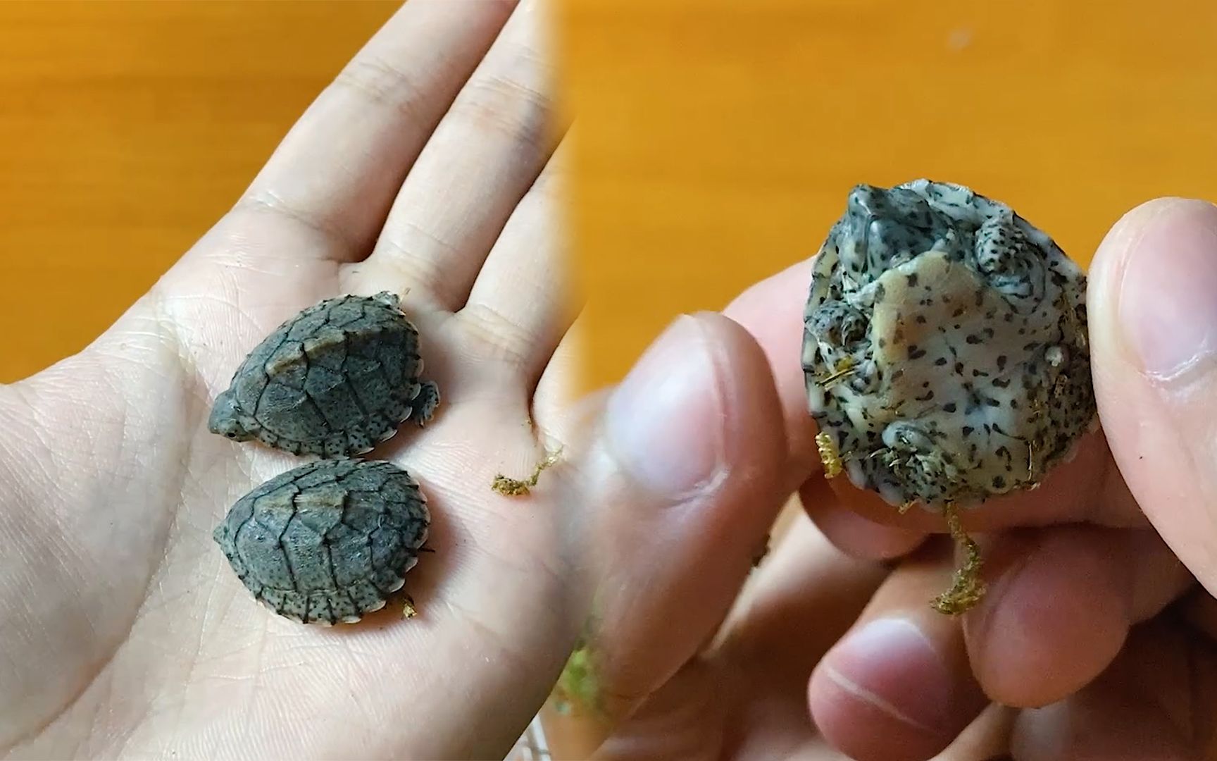 开箱两只龟友送的剃刀苗,加温静养3天后喂食,进食瞬间呆萌可爱