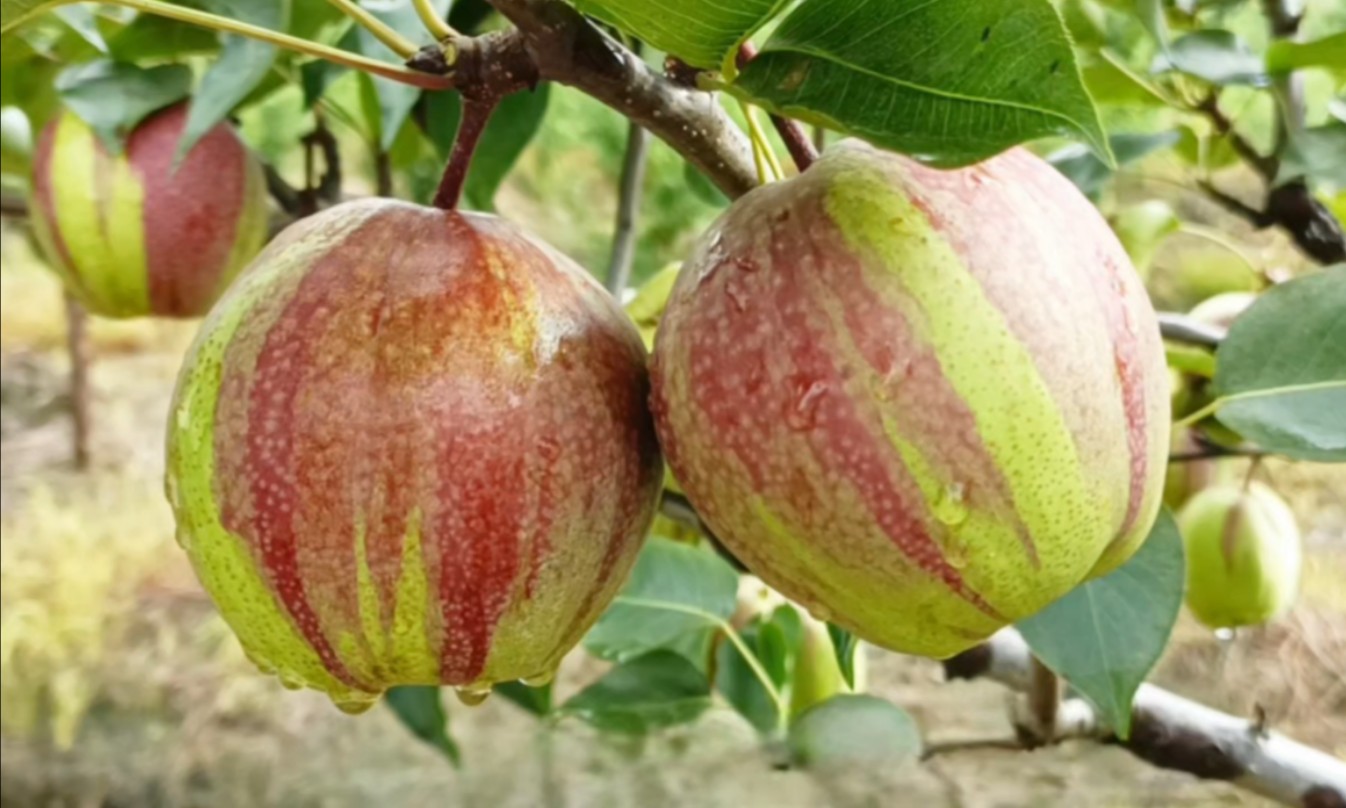 龙花梨,8月成熟,外表光鲜亮丽、口感酥脆清甜,集观赏食用于一体的梨树新品种.哔哩哔哩bilibili