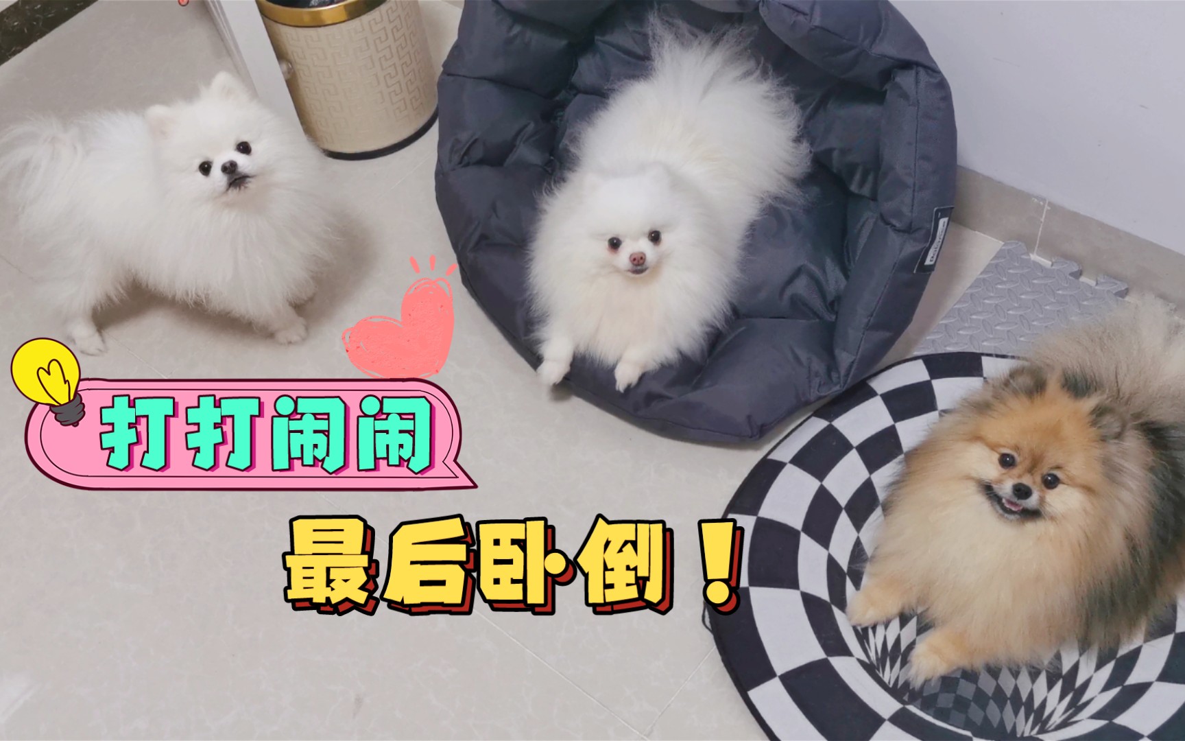 狗狗们打打闹闹,最后都找个窝躺下了