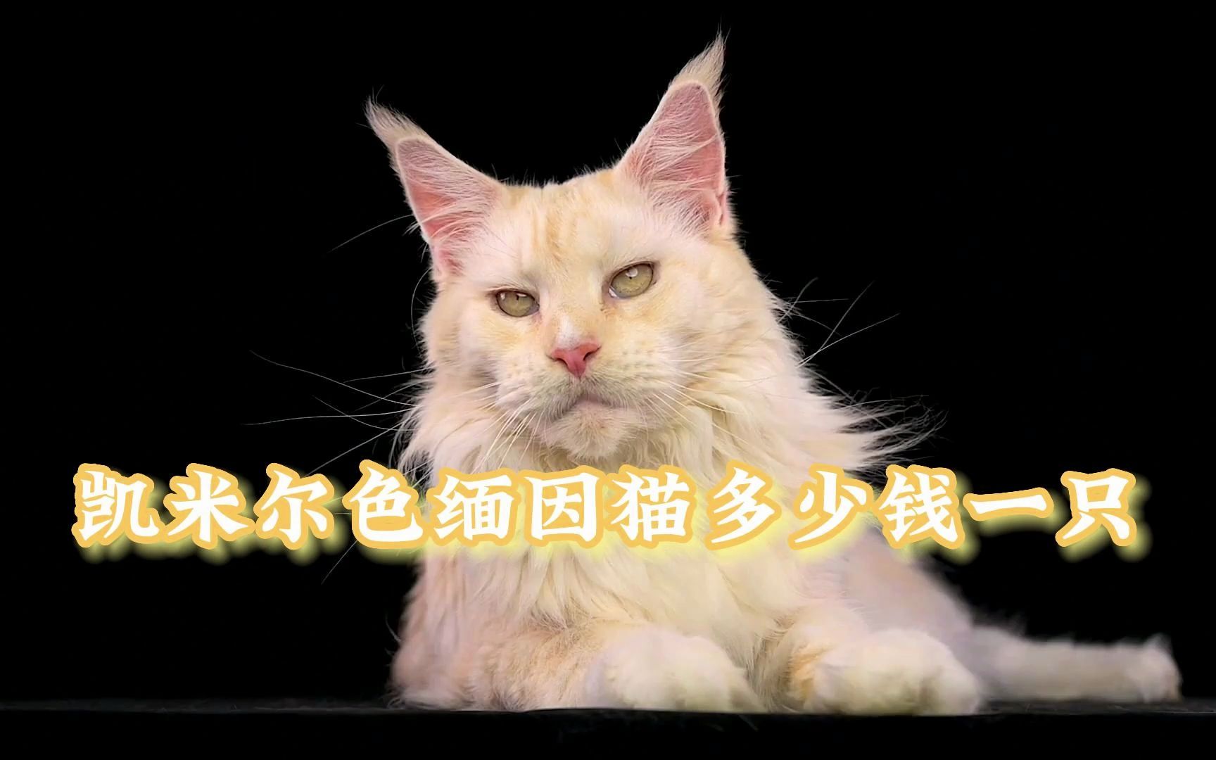 凯米尔色缅因猫多少钱一只哔哩哔哩bilibili