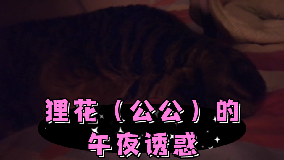 猫(公公)的午夜诱惑哔哩哔哩bilibili