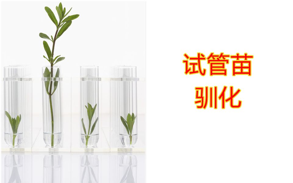 【实验】植物组织培养试管苗的驯化与移栽哔哩哔哩bilibili