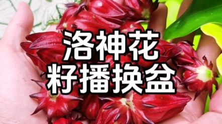 锦葵科洛神花哔哩哔哩bilibili