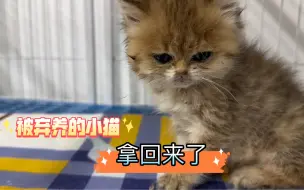 Download Video: 被遗弃的猫拿回来了，但是不吃不喝，够呛能救活，千万别是猫瘟呀