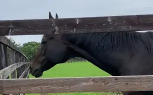 Скачать видео: 毛毛细雨中的荒漠英雄