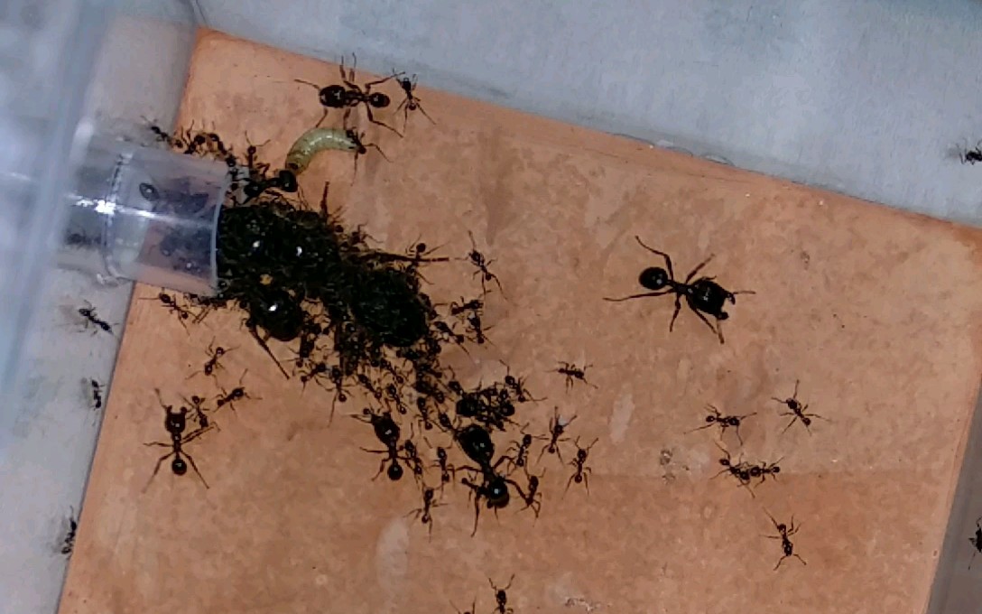 全异盲切叶蚁兵蚁体型图片