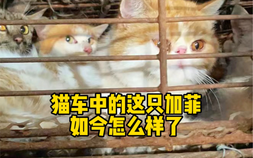 [图]猫车中的加菲怎么样了呢？唯一的遗憾，还没等到它的主人