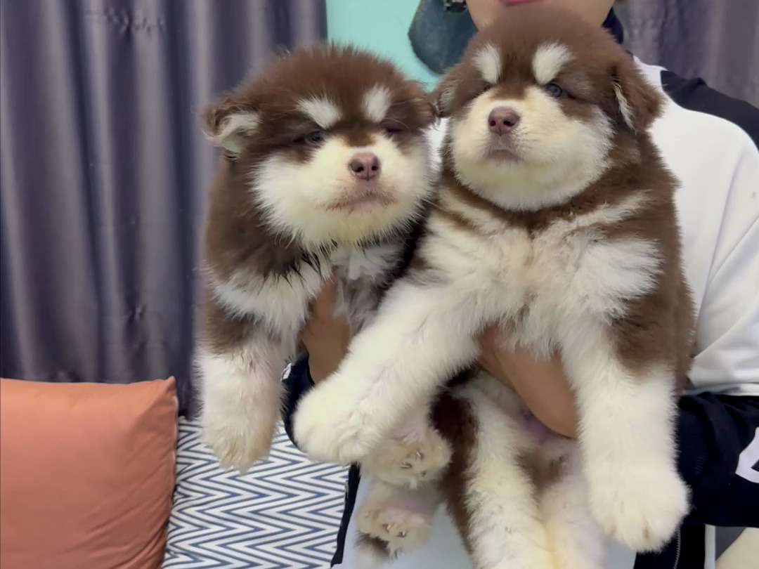 阿拉斯加犬舍分享9只熊版红十字阿拉斯加幼犬,品相都yyds,大家可以