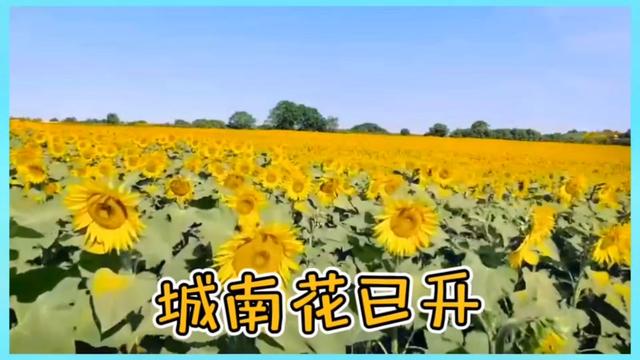 純音樂《城南花已開》 如有侵權 聯刪