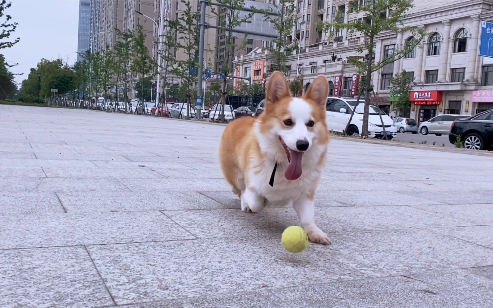柯基幸福时刻出门捡球