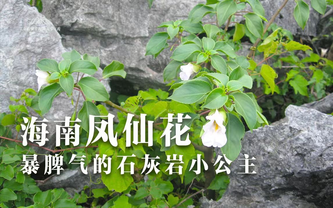 植物篇:海南凤仙花 | 海南热带雨林国家公园科普视频系列哔哩哔哩bilibili