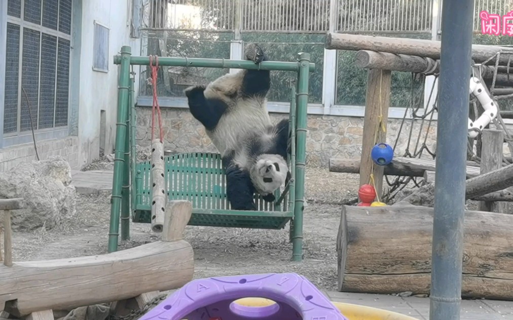 大熊猫萌兰倒挂金钩耍单杠