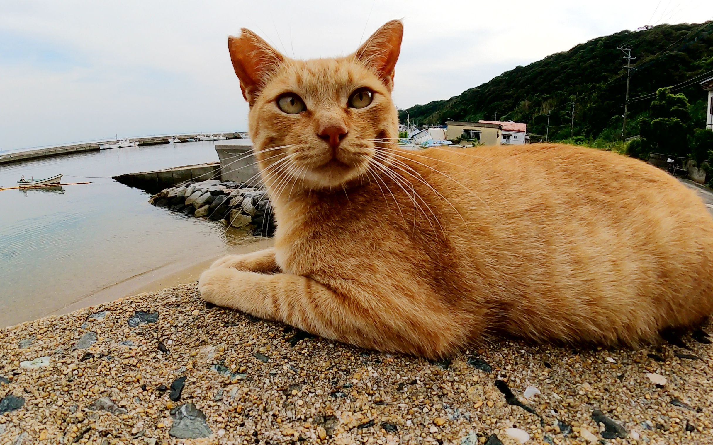 [图]猫到海滩去海里游泳