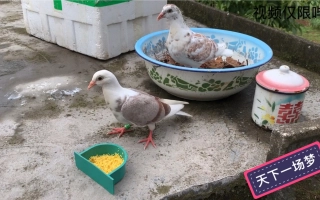 天下一场梦的个人空间 哔哩哔哩 Bilibili