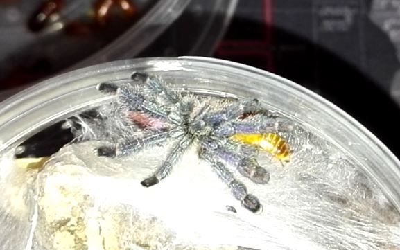 日常喂食之亚马逊蓝宝石粉趾捕鸟蛛