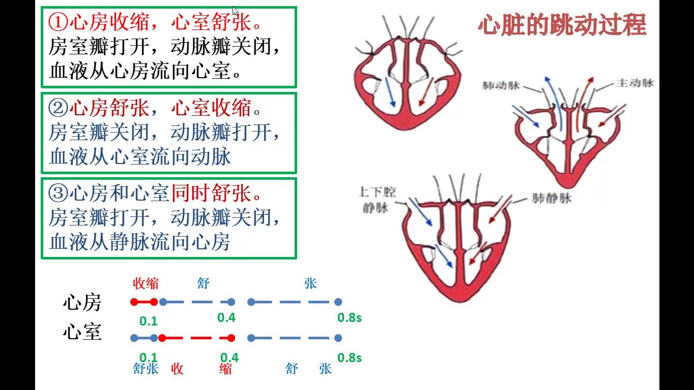 心脏跳动过程讲解哔哩哔哩bilibili