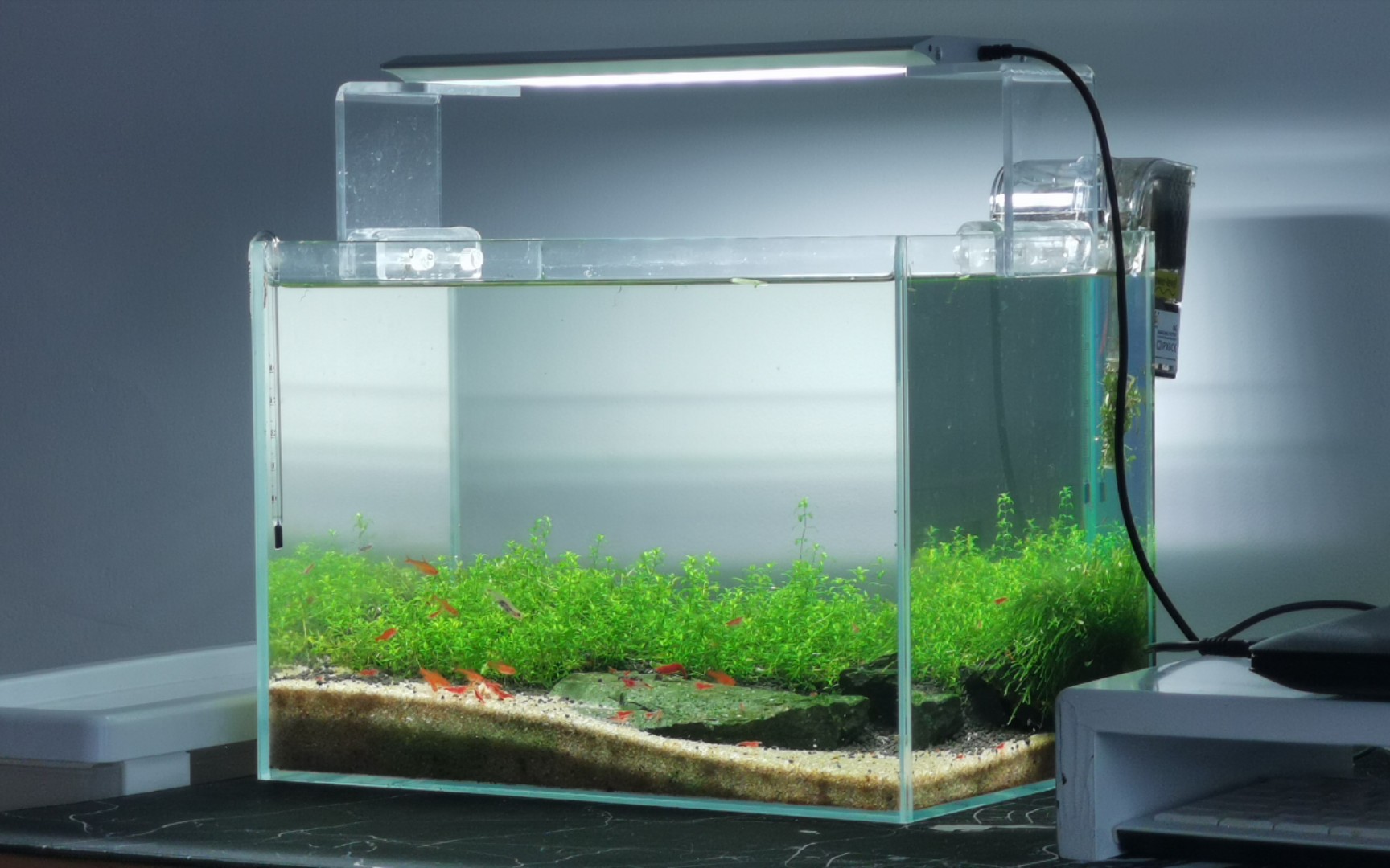 桌面小虾缸樱花极火虾繁殖缸翻缸前的记录