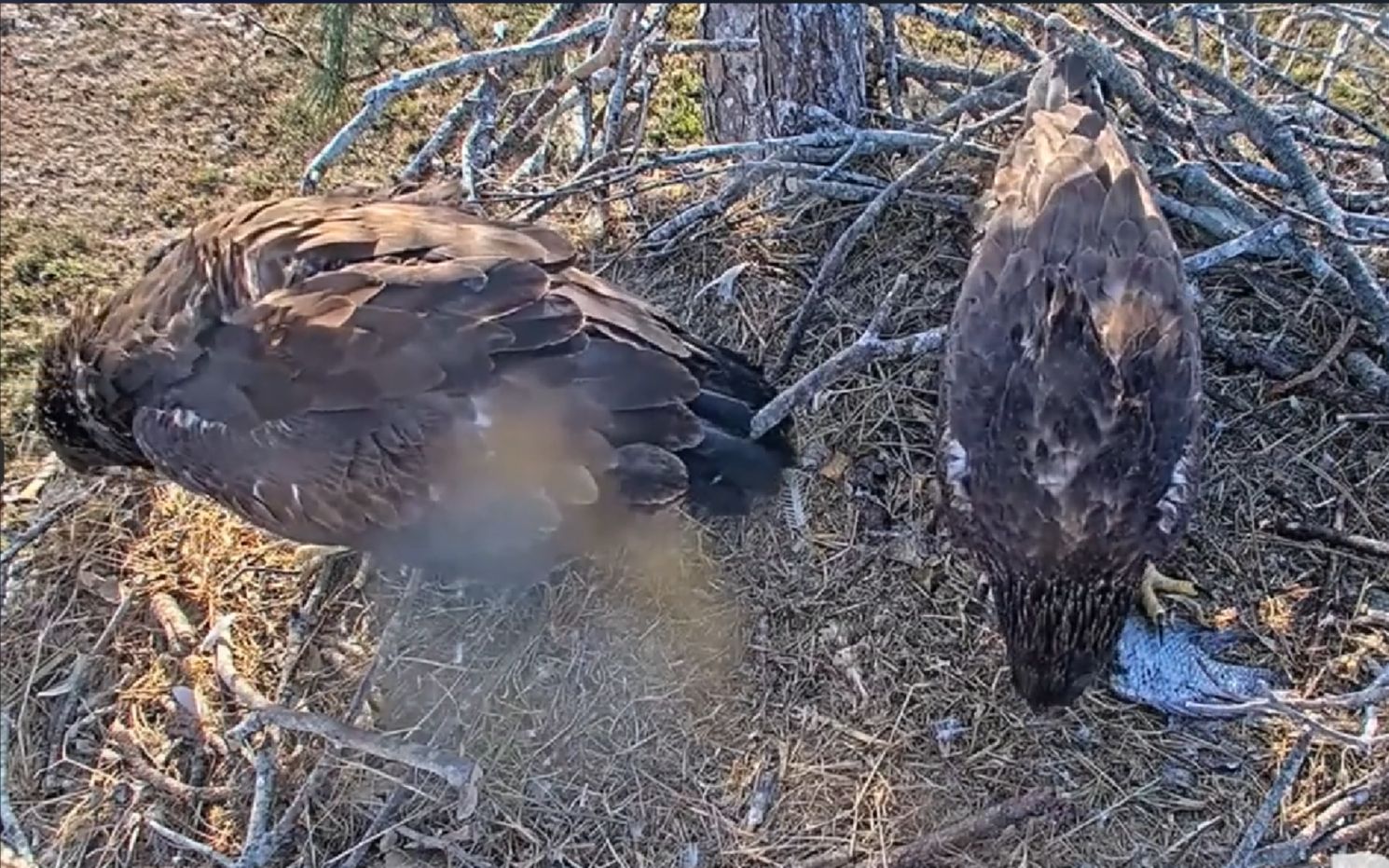 食物充足,两只白头海雕雏鸟都能抢到食物