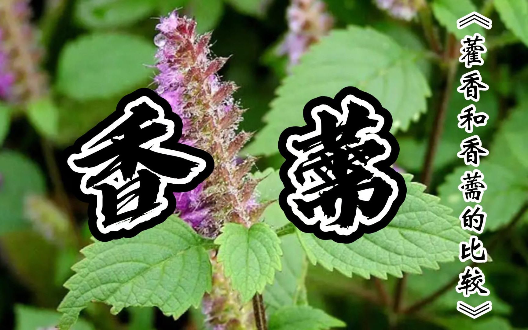 《小郎中學醫記》_香薷_藿香和香薷的比較