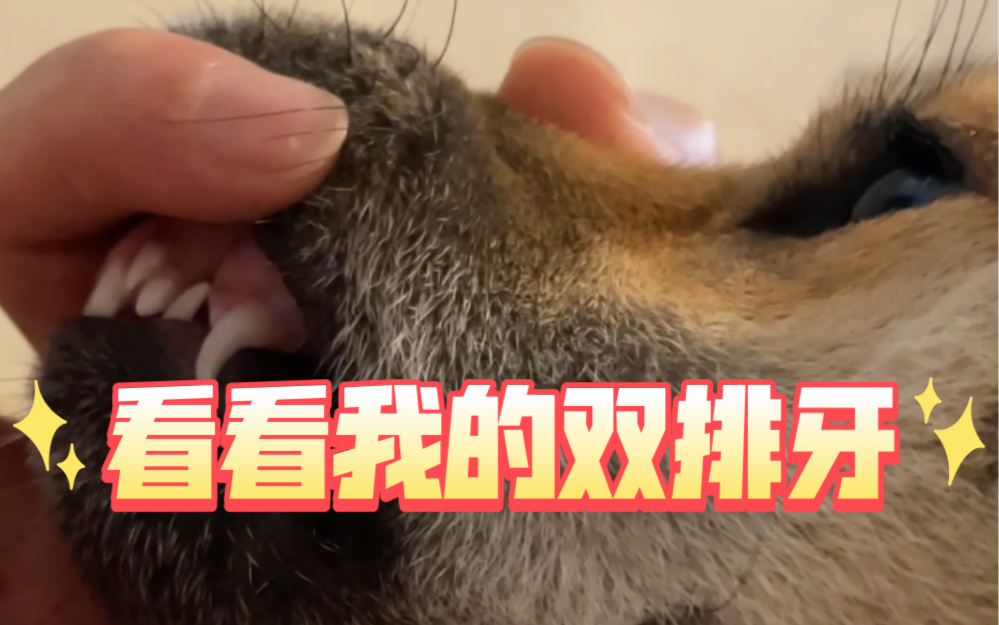 歪嘴柴犬表情包图片