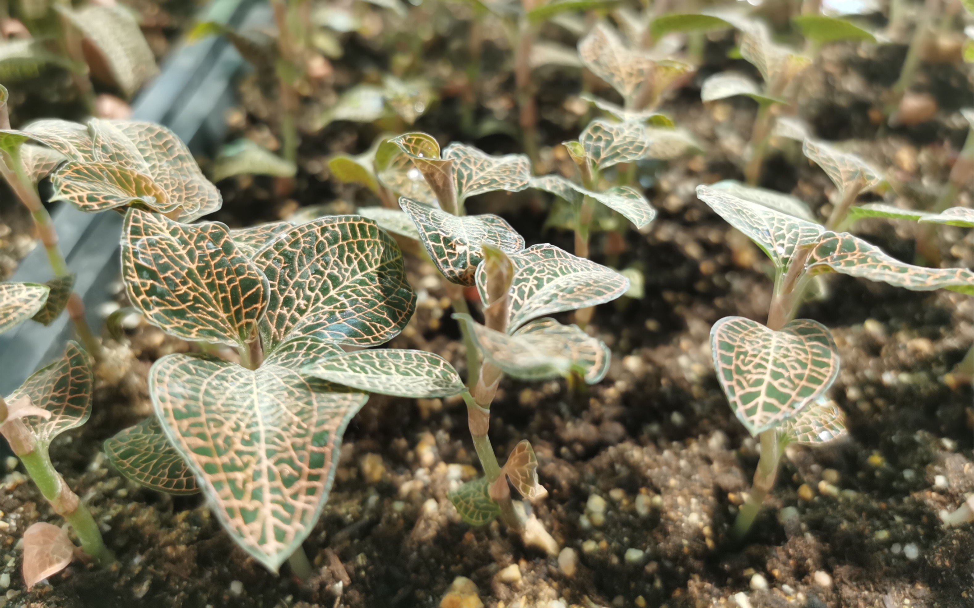种植金线莲浇水很关键