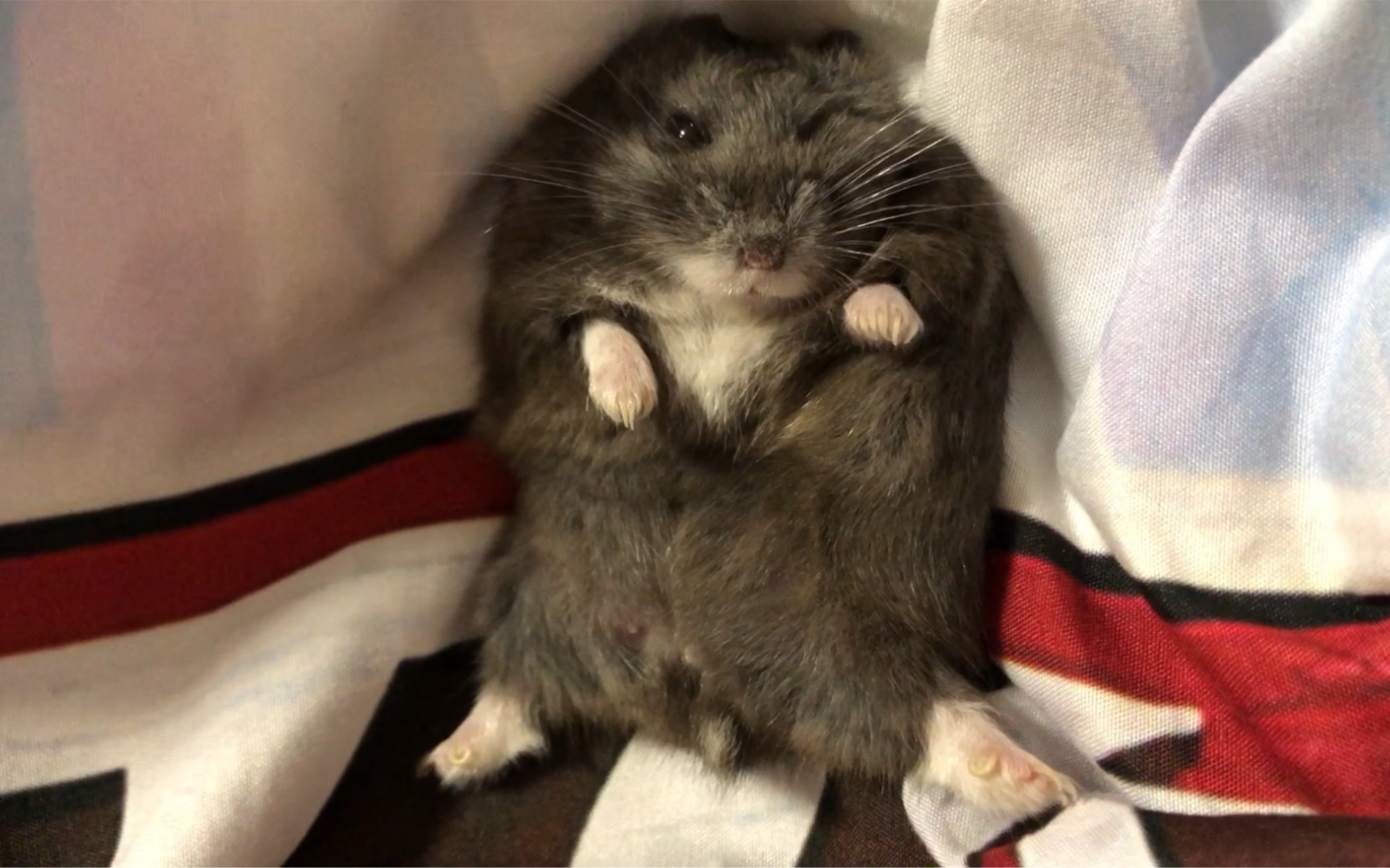 【仓鼠-一线黑熊】奈奈是个很容易满足的小淑女