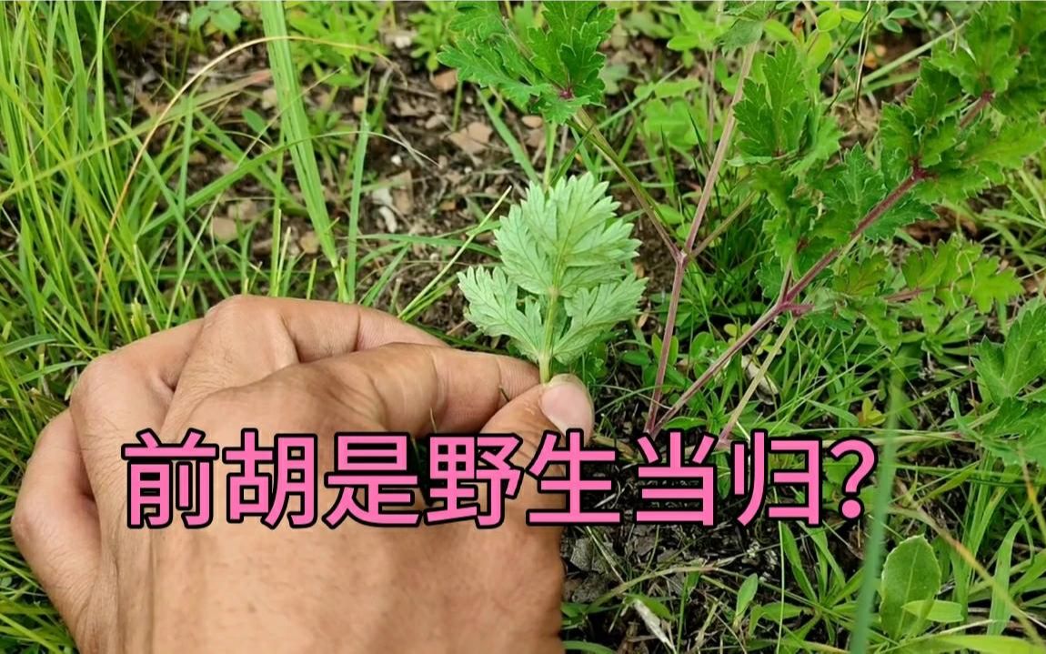 [图]中药材前胡，很多人都不认识说它是野生当归，值得学习认识学习哈