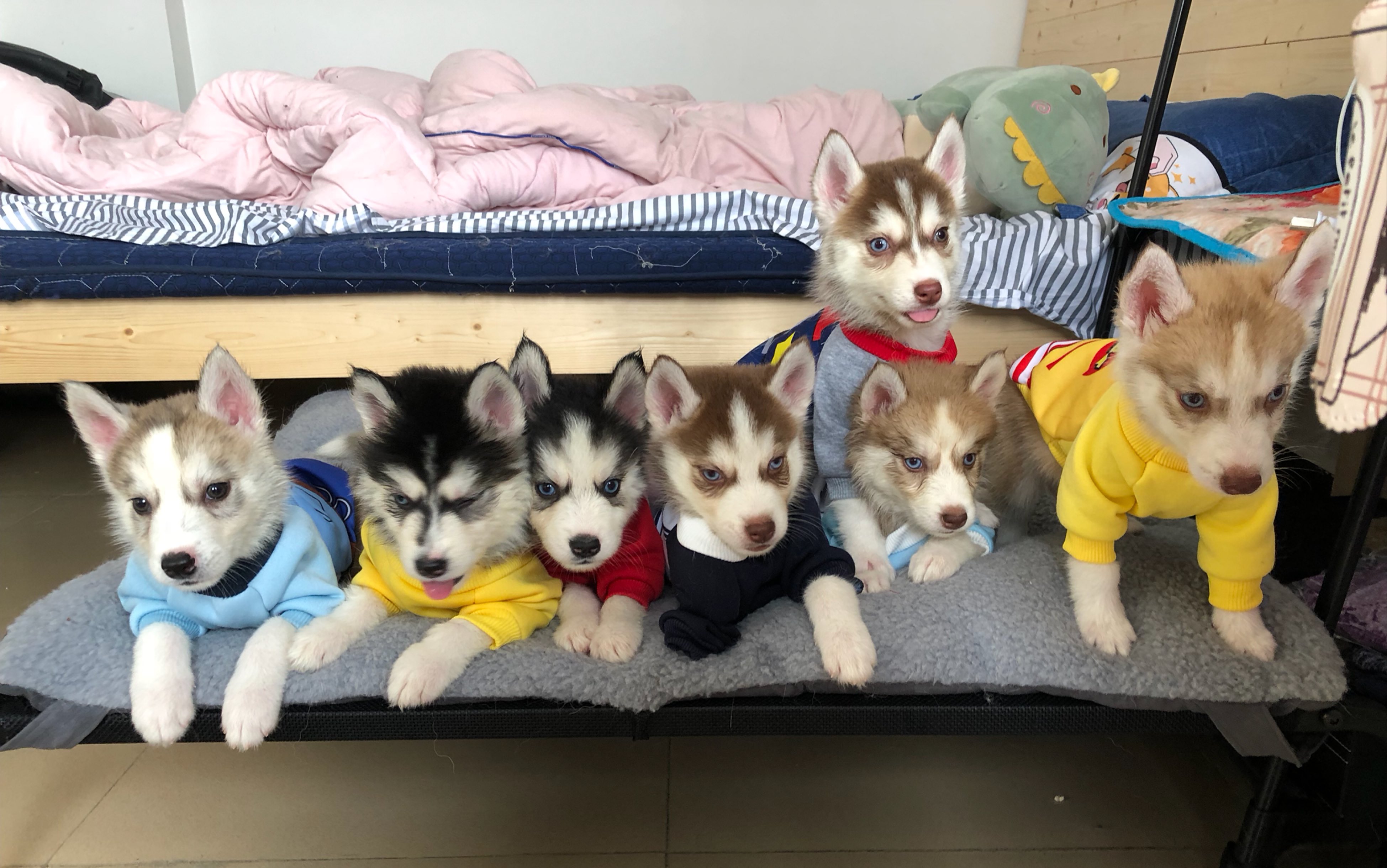 一群臭傻逼哈士奇