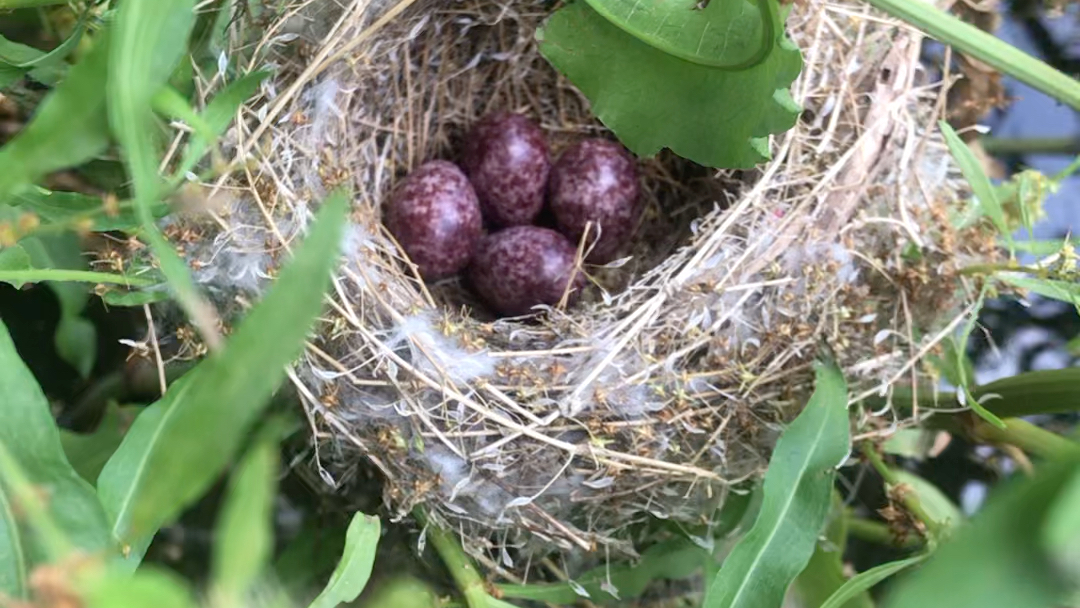 好小的鳥蛋 不知道是什麼鳥