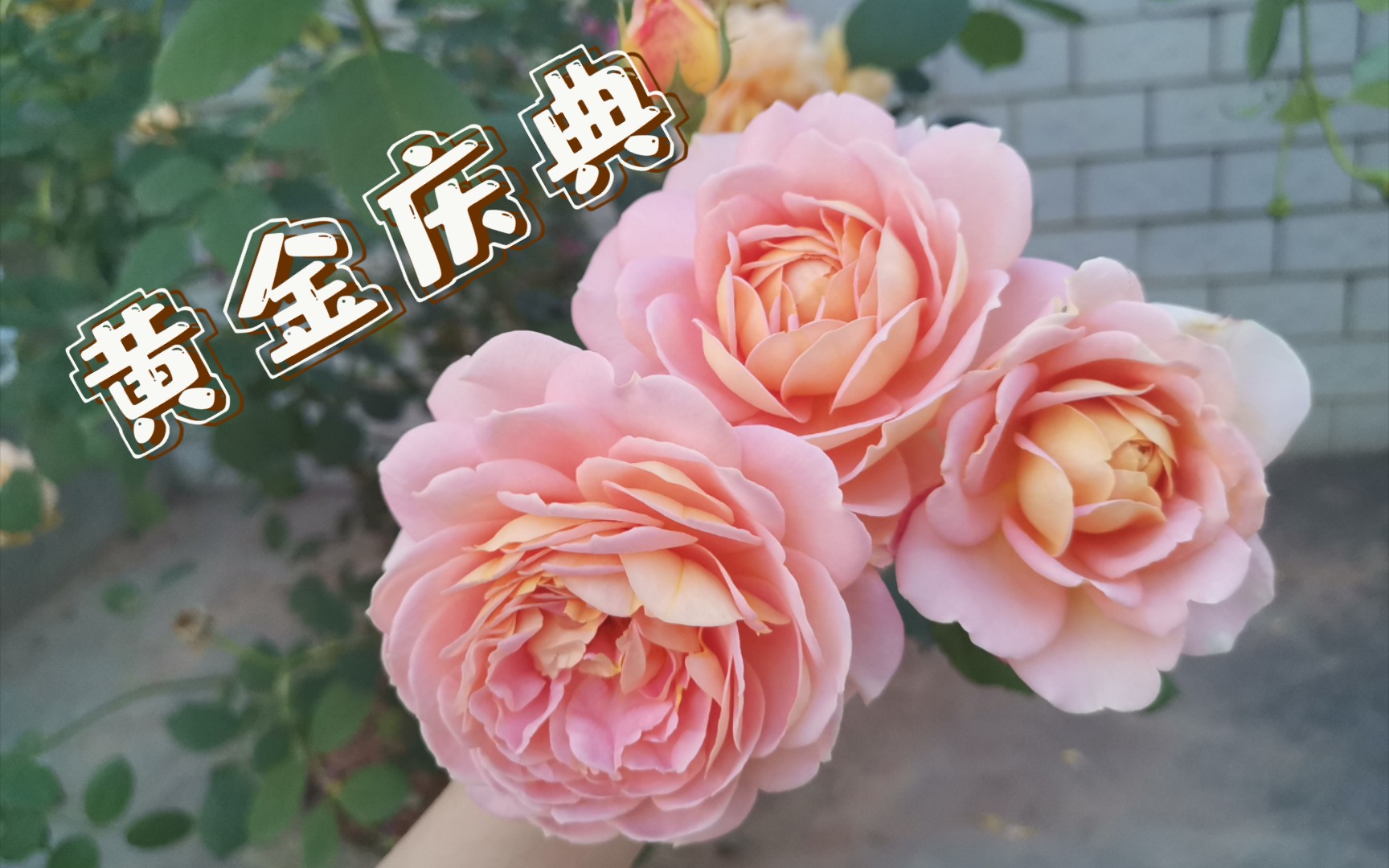 【月季】黄金庆典哔哩哔哩bilibili